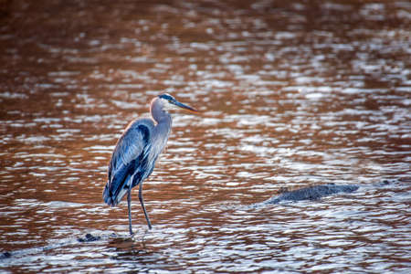 Great Blue Heron standing in a rust colored pond with sun glistened water near the Chesapeake Bay in Marylandの写真素材