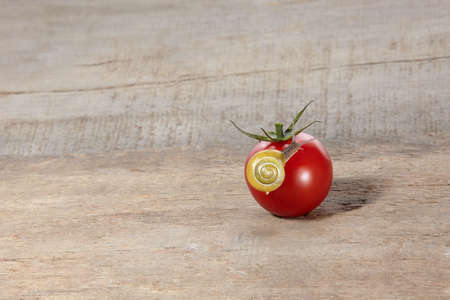 Snail on a tomatoの写真素材