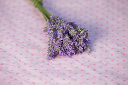 bunch of Lavender on a pink dottet groundの写真素材