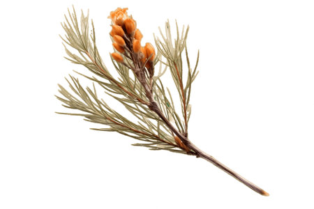 Isolated Cypress Pine Flower Stalk on Transparent Backgroundの素材