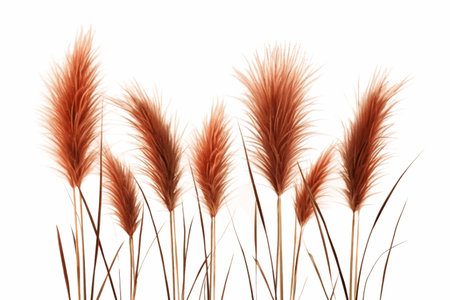 Pennisetum Set Illustration of Ornamental Grass Isolated on Transparent Backgroundの素材