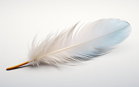 A Feather on a White Backgroundの素材