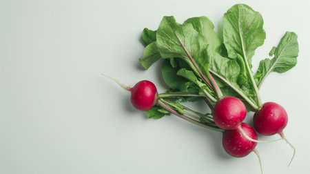 Radish Eleganceの素材