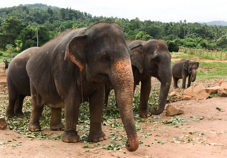 Elephant in a river in Sri Lanka,