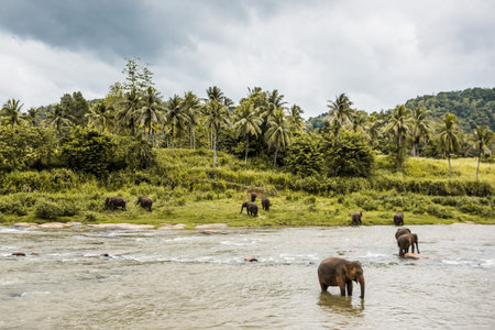 Elephant in a river in Sri Lanka,の写真素材