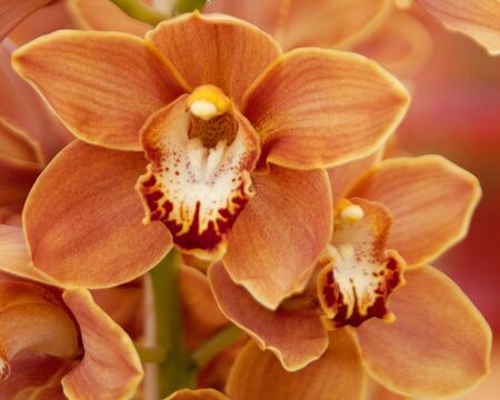 Flowers in bloomの写真素材