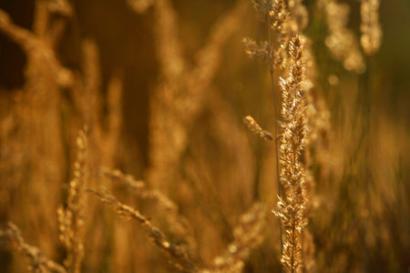 grass in the evening lightの写真素材