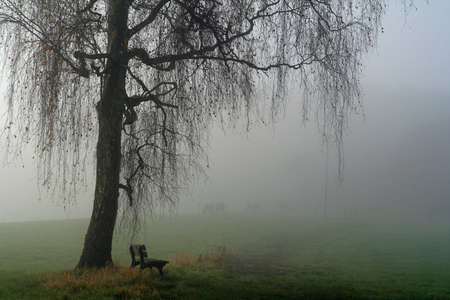 bank under a birch in the fogの写真素材