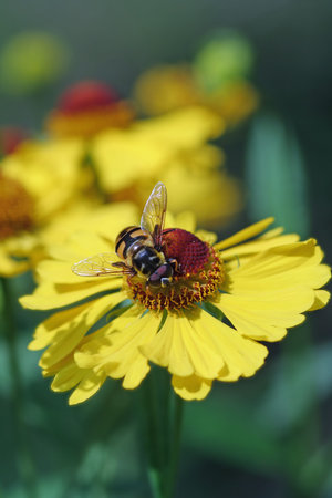 bee on yellow flower