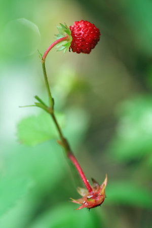 wild strawberry