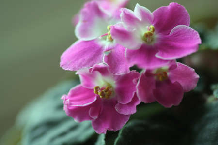 african violetの写真素材