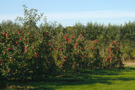 apple tree plantation