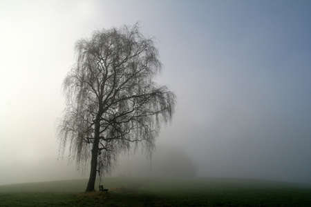 Old birch in the fogの写真素材