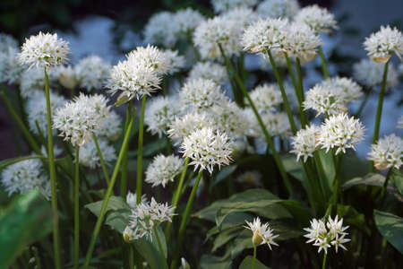 barlauchbluetenの写真素材