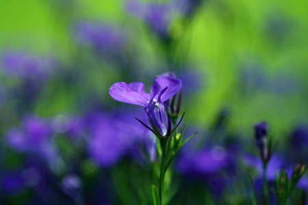 little blue flowers lobeliaの写真素材