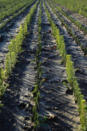 fir tree care christmas trees
