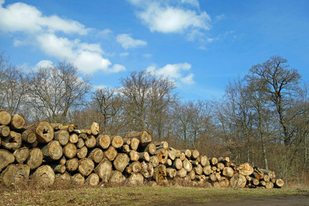 Stored tree trunks in the Harz
