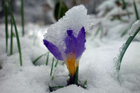 Crocus in the snowの写真素材