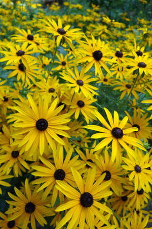 Common sun hasの写真素材