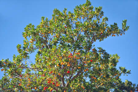 Lychee, Litchi chinensisの写真素材