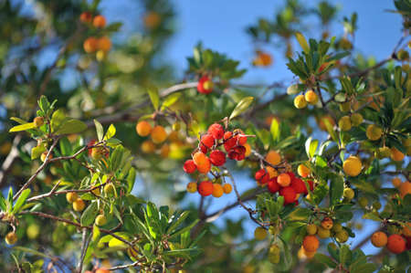 Lychee, Litchi chinensisの写真素材