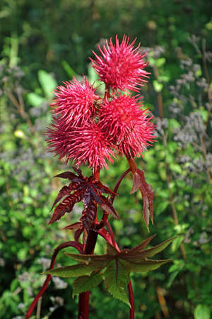 Ricinus communisの写真素材