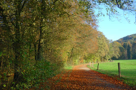 Autumnの写真素材