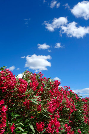 Oleander shrub dark pink