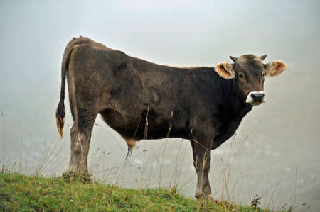 Beef on a pastureの写真素材