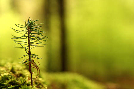 Small spruceの写真素材
