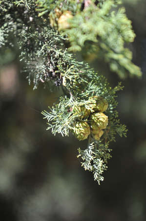 Buds of thujaの写真素材