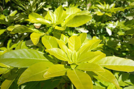 Mexican green plantの写真素材