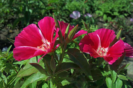 Clarkia amoenaの写真素材
