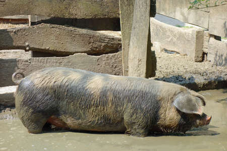 Domestic pigの写真素材