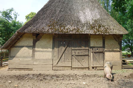 Domestic pig penの写真素材