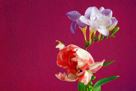 Tulip and frieze against a red backgroundの写真素材
