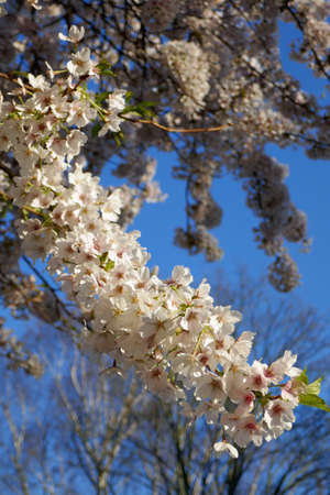Japanese cherry blossomの写真素材