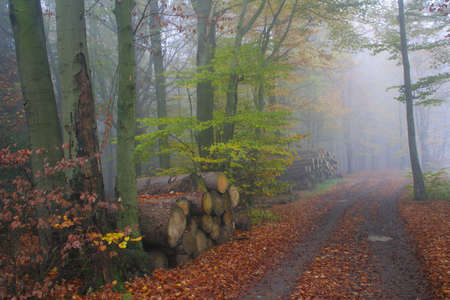 Autumn in the forestの写真素材
