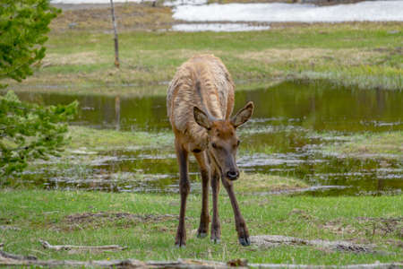 Female Elk ("Cow") grazing near pondの写真素材