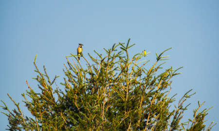 Blue Jay and Oriole enjoy the dayの写真素材