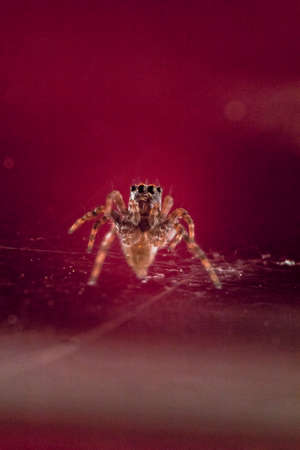 Macro close up of a jumping spiderの写真素材