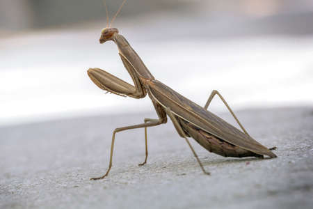 Mantisの写真素材