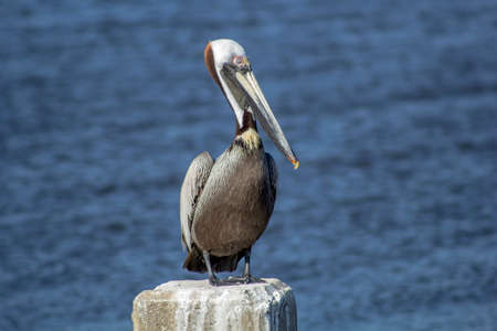 Pelicanの写真素材