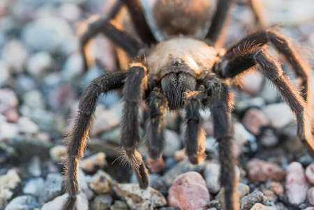 Male Oklahoma Brown Tarantulaの写真素材