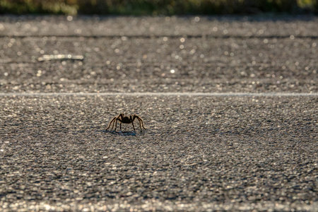 Male Oklahoma Brown Tarantula