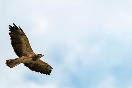 Hawk Flight Overhead