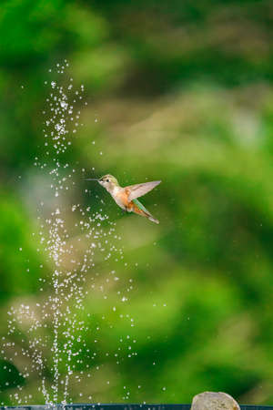 Rufous Hummingbird Take A Drink From A Fountainの写真素材