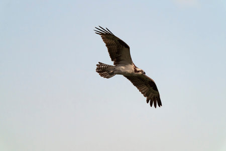 Osprey In Flight