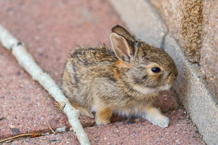 Freshly born Baby Bunny shows off the cutenessの写真素材