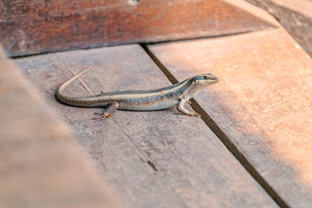 African Striped Skinkの写真素材
